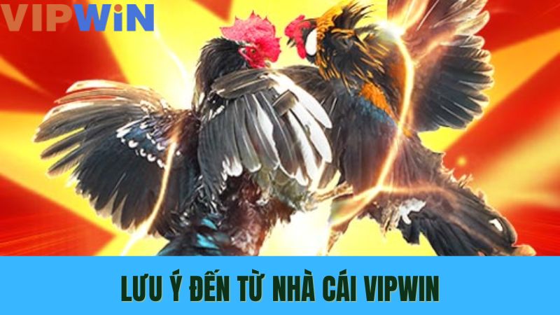 AOG đá gà trên Vip Win thực sự là sân chơi lý tưởng cho anh em đam mê chọi kê